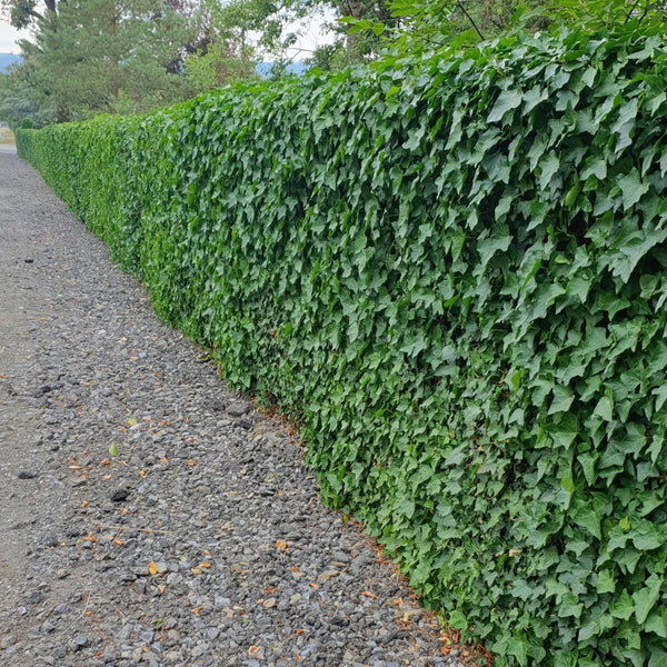 Irischer Efeu – Hedera hibernica – Ansicht 5