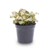Mosaikpflanze ‚Pink Tiger' – Fittonia albivenis