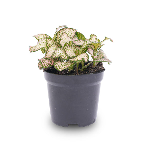 Mosaikpflanze ‚Pink Tiger' – Fittonia albivenis