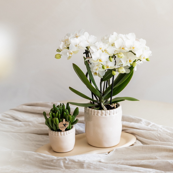 Schmetterlingsorchidee ‚Blossom Zurich' – Phalaenopsis – Ansicht 4