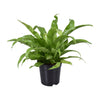 Nestfarn – Asplenium antiquum