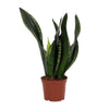 Bogenhanf ‚Whitney' – Sansevieria trifasciata – Ansicht 2