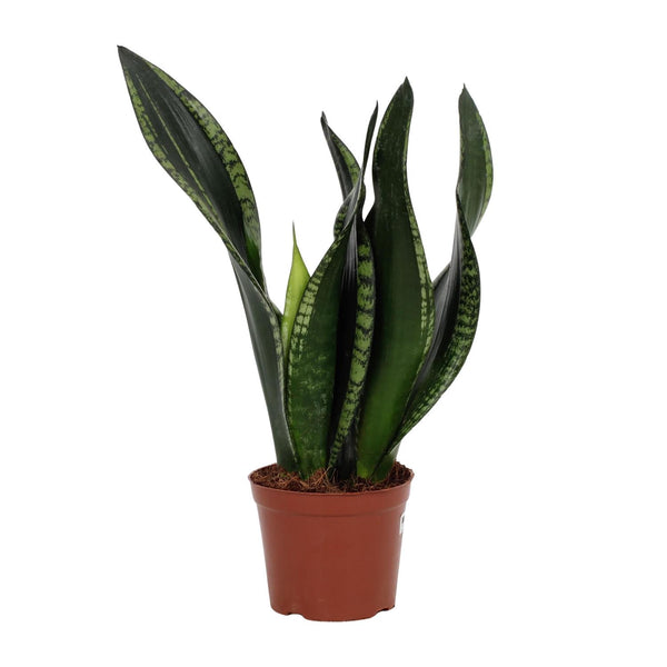 Bogenhanf ‚Whitney' – Sansevieria trifasciata – Ansicht 2