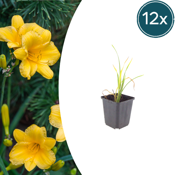 Taglilie ‚Stella de Oro' – Hemerocallis