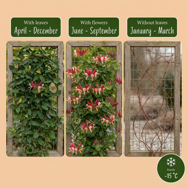 Japanisches Geißblatt ‚Red World' – Lonicera japonica – Ansicht 4