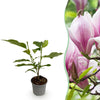 Magnolie ‚George Henry Kern' – Magnolia – 1 Stück