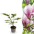 Magnolie ‚George Henry Kern' – Magnolia – 1 Stück