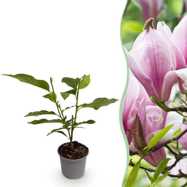 Magnolie ‚George Henry Kern' – Magnolia – 1 Stück