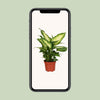 Dieffenbachie ‚Camilla‘ – Dieffenbachia – Ansicht 4