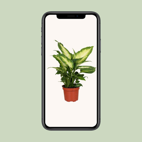 Dieffenbachie ‚Camilla‘ – Dieffenbachia – Ansicht 4