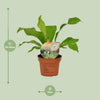 Nestfarn – Asplenium nidus – Ansicht 8