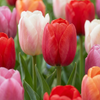 Tulpe ‚Glowing with Pride' – Tulipa – 15 Stück