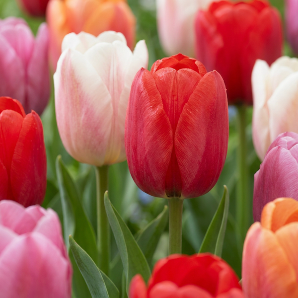 Tulpe ‚Glowing with Pride' – Tulipa – 15 Stück