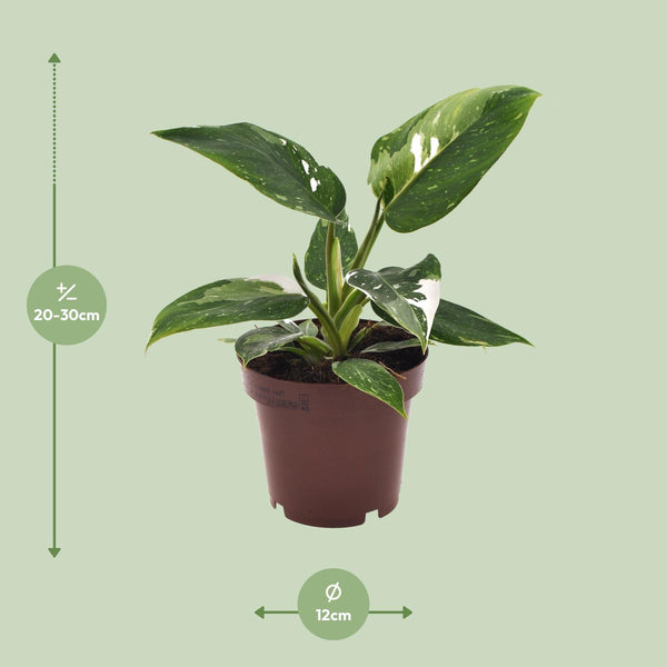 Philodendron erubescens ‚White Princess' – Ansicht 2