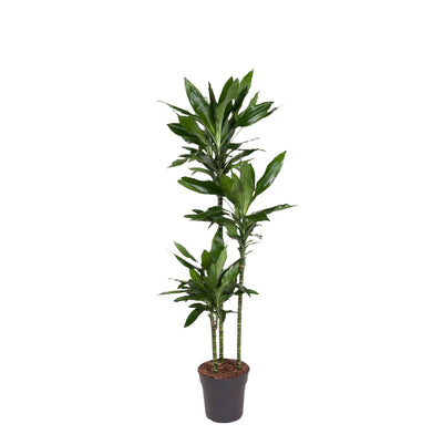 Drachenbaum ‚Janet Lind' – Dracaena fragrans