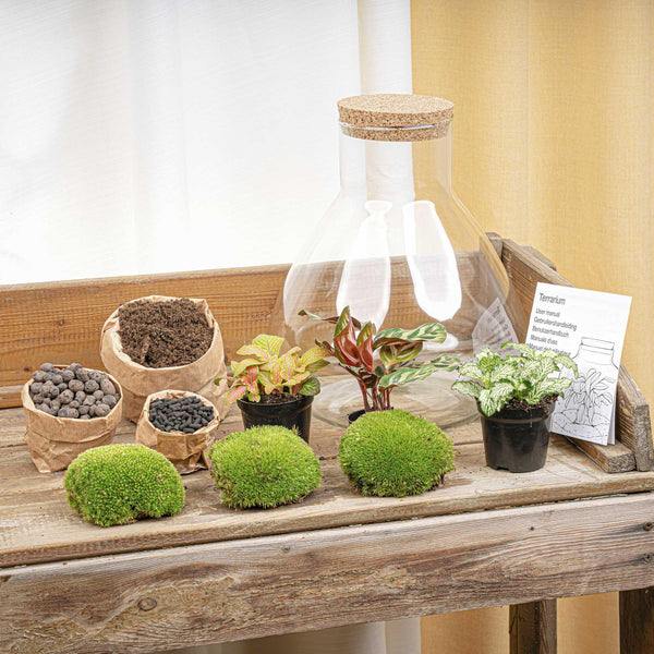 Flaschengarten-Set „Sam XL" – Pflanzen im Glas mit Licht – Ansicht 2