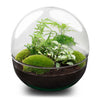 Flaschengarten-Set „Dome XL" – DIY-Terrarium im Kugelglas