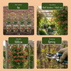 Geißschlinge ‚Dropmore Scarlet' – Lonicera × brownii – Ansicht 5