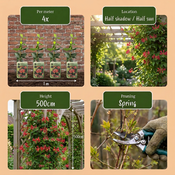 Geißschlinge ‚Dropmore Scarlet' – Lonicera × brownii – Ansicht 5
