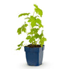 Rittersporn ‚Galahad' – Delphinium x cultorum – Ansicht 2