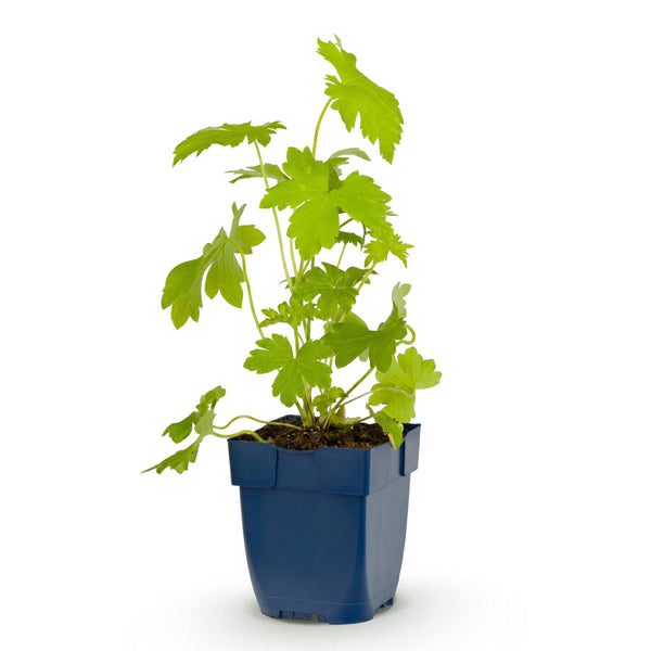 Rittersporn ‚Galahad' – Delphinium x cultorum – Ansicht 2