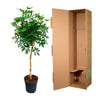 Strahlenaralie-Stämmchen – Schefflera arboricola – Ansicht 3