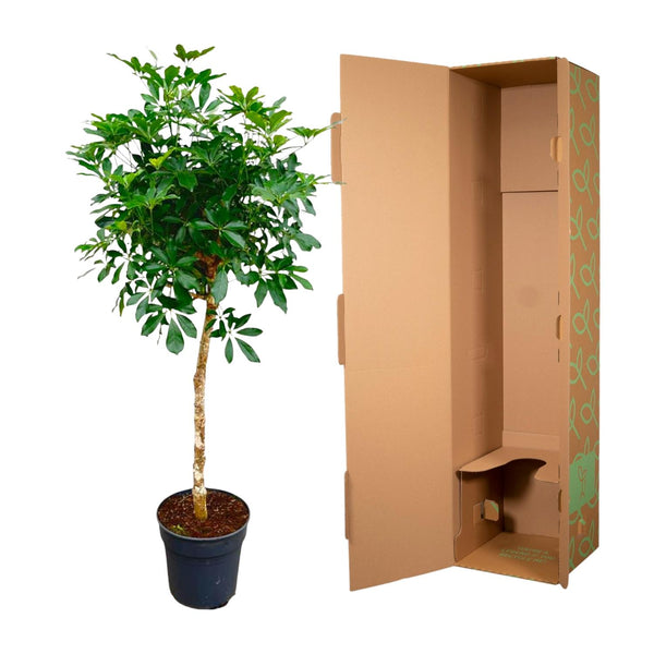 Strahlenaralie-Stämmchen – Schefflera arboricola – Ansicht 3