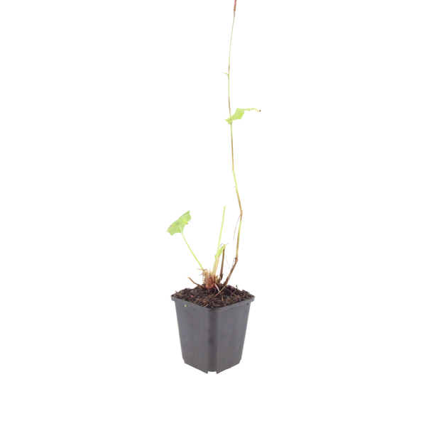 Kerzenknöterich ‚Speciosa' – Persicaria amplexicaulis – Ansicht 2
