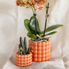 Pflanzen-Set „Poppy Orange" – Phalaenopsis ‚Jamaica' und Sukkulente – Ansicht 2
