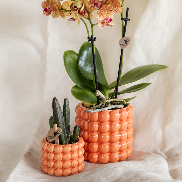 Pflanzen-Set „Poppy Orange" – Phalaenopsis ‚Jamaica' und Sukkulente – Ansicht 2