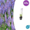 Steppensalbei ‚Caradonna' – Salvia nemorosa