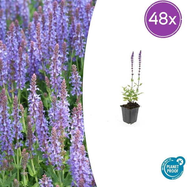 Steppensalbei ‚Caradonna' – Salvia nemorosa
