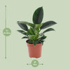 Philodendron ‚Green Princess' – Ansicht 2