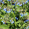 Kaukasus-Beinwell ‚Wisley Blue' – Symphytum grandiflorum – Ansicht 8