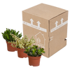 Sukkulenten-Set „Crassula-Mischung“ – 3 Crassula – Ansicht 3