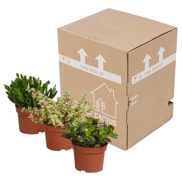 Sukkulenten-Set „Crassula-Mischung“ – 3 Crassula – Ansicht 3