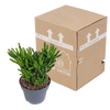 Geldbaum ‚Gollum' – Crassula ovata – Ansicht 3