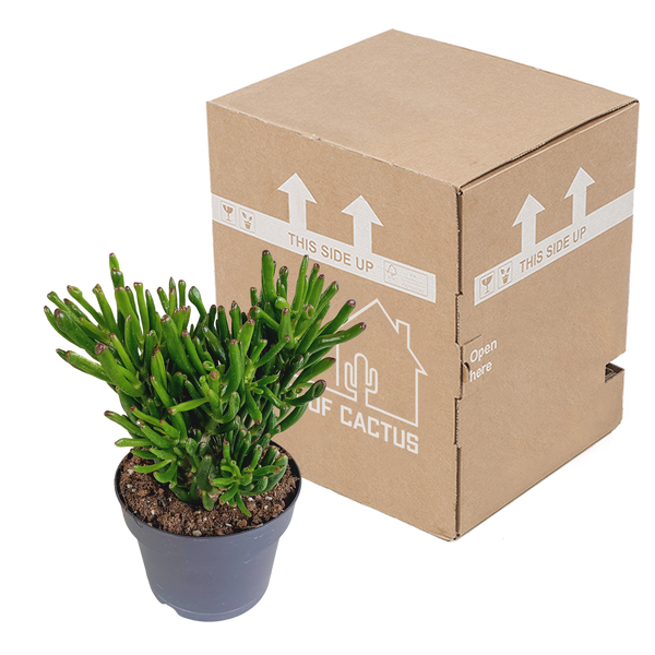 Geldbaum ‚Gollum' – Crassula ovata – Ansicht 3