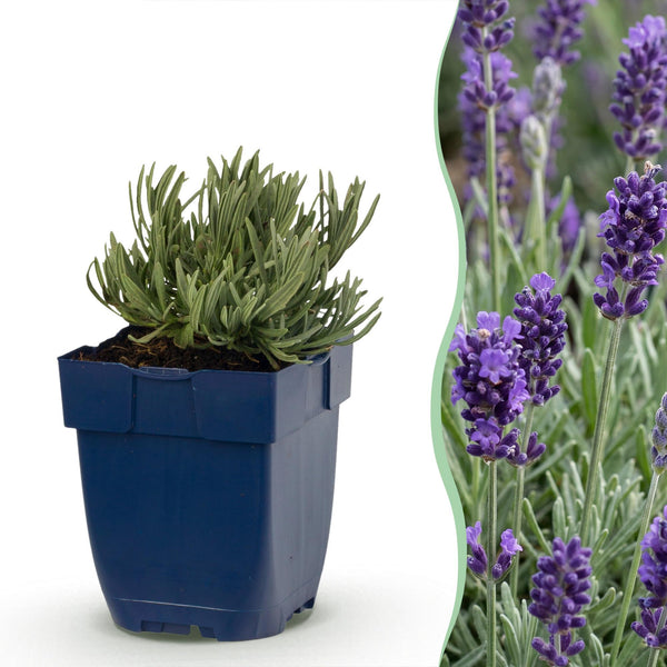 Lavendel ‚Munstead' – Lavandula angustifolia