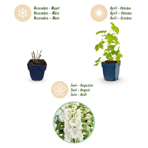 Rittersporn ‚Galahad' – Delphinium x cultorum – Ansicht 4