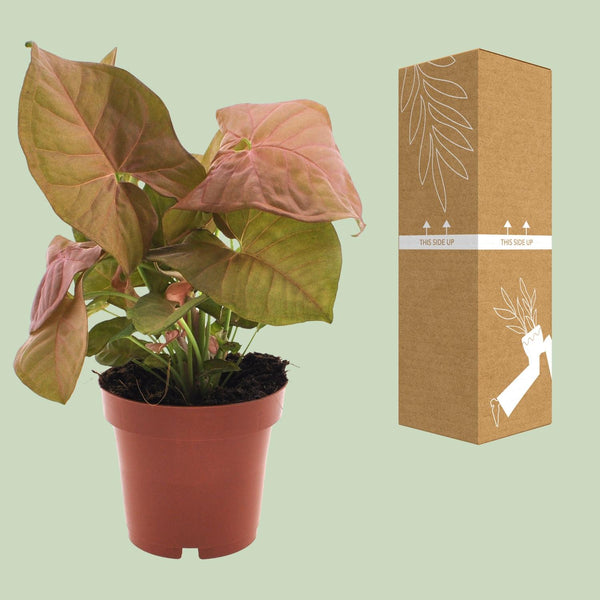 Purpurtute ‚Neon' – Syngonium podophyllum – Ansicht 3