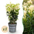 Japanischer Spindelstrauch ‚Paloma Blanca' – Euonymus japonicus