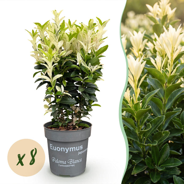 Japanischer Spindelstrauch ‚Paloma Blanca' – Euonymus japonicus