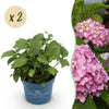 Bauernhortensie ‚Endless Summer The Original Pink' – Hydrangea macrophylla