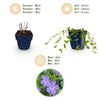 Kleines Immergrün – Vinca minor – Ansicht 4