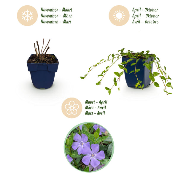 Kleines Immergrün – Vinca minor – Ansicht 4