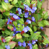 Hornnarbe – Ceratostigma – Ansicht 7