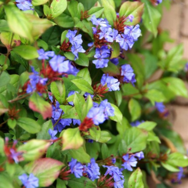 Hornnarbe – Ceratostigma – Ansicht 7