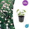 Herbst-Anemone ‚Robustissima' – Anemone tomentosa