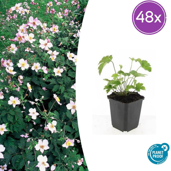 Herbst-Anemone ‚Robustissima' – Anemone tomentosa
